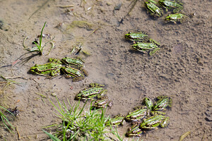 Pelophylax kl. esculentus (Ranidae)  - Grenouille verte, Grenouille commune - Edible Frog Marne [France] 20/04/2014 - 190m