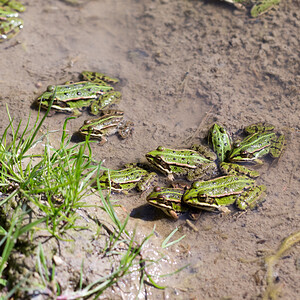 Pelophylax kl. esculentus (Ranidae)  - Grenouille verte, Grenouille commune - Edible Frog Marne [France] 20/04/2014 - 190m
