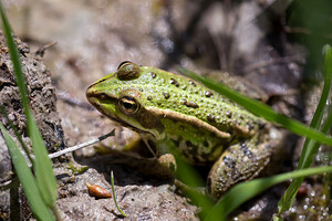 Pelophylax kl. esculentus (Ranidae)  - Grenouille verte, Grenouille commune - Edible Frog Marne [France] 20/04/2014 - 180m