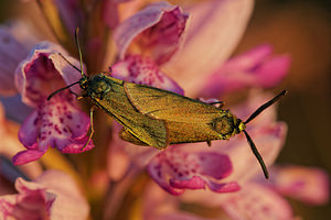 Adscita statices (Zygaenidae)  - Procris de l'Oseille, Turquoise de la Sarcille, Turqoise commune - Forester Aveyron [France] 31/05/2014 - 800m