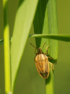 Aelia acuminata (Pentatomidae)  - Punaise à tête allongée Ath [Belgique] 17/05/2014 - 30m