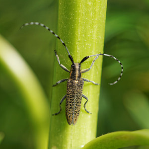 Agapanthia villosoviridescens (Cerambycidae)  - Aiguille marbrée Cantal [France] 30/05/2014 - 1120m