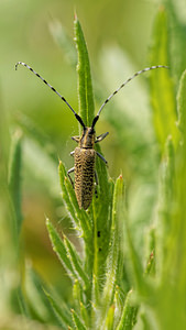 Agapanthia villosoviridescens (Cerambycidae)  - Aiguille marbrée Ath [Belgique] 17/05/2014 - 30m