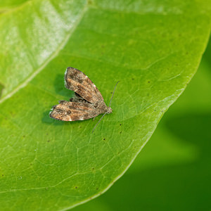 Anthophila fabriciana (Choreutidae)  - Nettle-tap Ath [Belgique] 17/05/2014 - 30m
