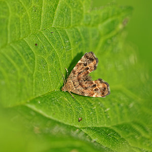 Anthophila fabriciana (Choreutidae)  - Nettle-tap Ath [Belgique] 17/05/2014 - 40m