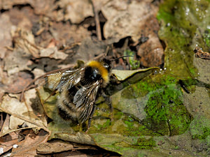 Bombus vestalis (Apidae)  - Psithyre vestale - Vestal Cuckoo Bee Ath [Belgique] 17/05/2014 - 30m