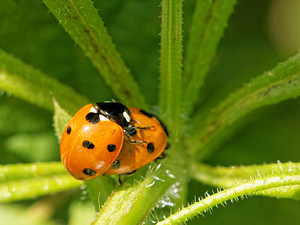 Coccinella septempunctata (Coccinellidae)  - Coccinelle à 7 points, Coccinelle, Bête à bon Dieu - Seven-spot Ladybird Ath [Belgique] 17/05/2014 - 40m