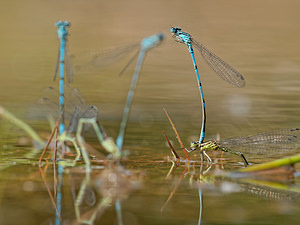 Coenagrion puella (Coenagrionidae)  - Agrion jouvencelle - Azure Damselfly Ath [Belgique] 17/05/2014 - 50m