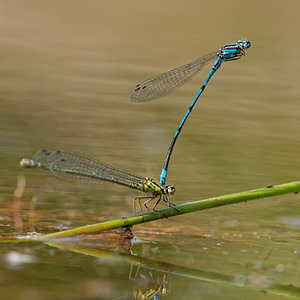 Coenagrion puella (Coenagrionidae)  - Agrion jouvencelle - Azure Damselfly Ath [Belgique] 17/05/2014 - 50m