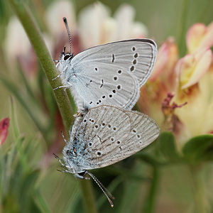 Cupido minimus (Lycaenidae)  - Argus frêle, Lycène naine - Small Blue Aveyron [France] 31/05/2014 - 810m