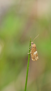 Epiblema sticticana (Tortricidae)   [France] 10/05/2014 - 290m