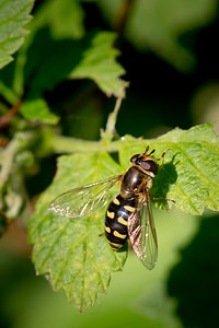 Eupeodes luniger (Syrphidae)  Nord [France] 03/05/2014 - 40m