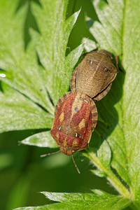 Eurygaster testudinaria (Scutelleridae)  - Punaise tortue brune Ath [Belgique] 17/05/2014 - 30m