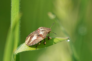 Eurygaster testudinaria (Scutelleridae)  - Punaise tortue brune Ath [Belgique] 17/05/2014 - 30m