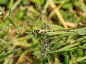 Gomphus pulchellus (Gomphidae)  - Gomphe joli - Western Club-tailed Dragonfly Ath [Belgique] 17/05/2014 - 30m