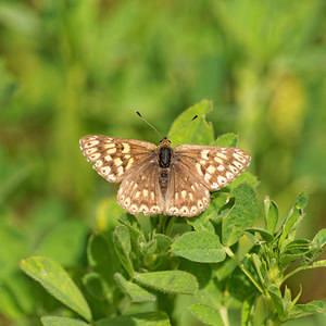 Hamearis lucina (Riodinidae)  - Lucine, Fauve à taches blanches, Faune à taches blanches - Duke of Burgundy Fritillary Lozere [France] 30/05/2014 - 790m