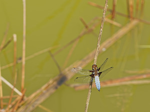 Libellula depressa (Libellulidae)  - Libellule déprimée - Broad-bodied Chaser Ath [Belgique] 17/05/2014 - 50m