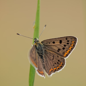 Lycaena tityrus (Lycaenidae)  - Cuivré fuligineux, Argus myope, Polyommate Xanthé - Sooty Copper  [France] 10/05/2014 - 290m