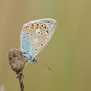 Lysandra bellargus (Lycaenidae)  - Bel-Argus, Azuré bleu céleste - Adonis Blue  [France] 10/05/2014 - 290m