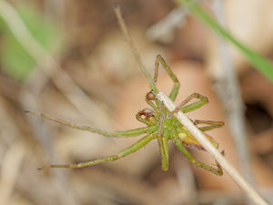 Micrommata virescens (Sparassidae)  - Micrommate émeraude - Green Spider  [France] 10/05/2014 - 290m