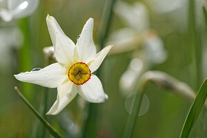 Narcissus poeticus (Amaryllidaceae)  - Narcisse des poètes - Pheasant's-eye Daffodil Cantal [France] 30/05/2014 - 1120m