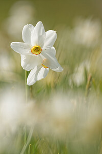 Narcissus poeticus (Amaryllidaceae)  - Narcisse des poètes - Pheasant's-eye Daffodil Cantal [France] 30/05/2014 - 1120m