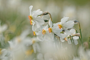 Narcissus poeticus (Amaryllidaceae)  - Narcisse des poètes - Pheasant's-eye Daffodil Cantal [France] 30/05/2014 - 1120m