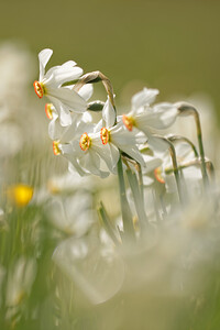 Narcissus poeticus (Amaryllidaceae)  - Narcisse des poètes - Pheasant's-eye Daffodil Cantal [France] 30/05/2014 - 1120m