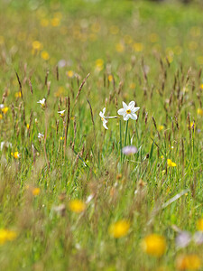 Narcissus poeticus (Amaryllidaceae)  - Narcisse des poètes - Pheasant's-eye Daffodil Cantal [France] 30/05/2014 - 1120m