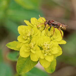 Nomada flava (Apidae)   [France] 10/05/2014 - 290m