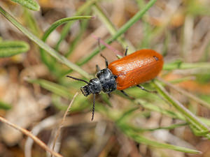 Omophlus rugosicollis (Tenebrionidae)  Lozere [France] 30/05/2014 - 780m