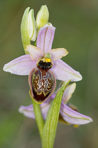 Ophrys aveyronensis Ophrys de l'Aveyron