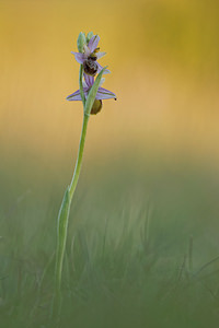 Ophrys aveyronensis Ophrys de l'Aveyron