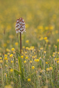 Orchis purpurea (Orchidaceae)  - Orchis pourpre, Grivollée, Orchis casque, Orchis brun - Lady Orchid Aube [France] 09/05/2014 - 290m