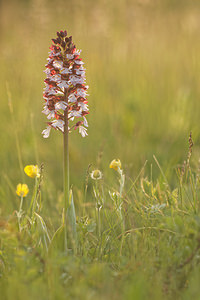 Orchis purpurea (Orchidaceae)  - Orchis pourpre, Grivollée, Orchis casque, Orchis brun - Lady Orchid Aube [France] 09/05/2014 - 290m