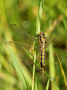 Orthetrum cancellatum (Libellulidae)  - Orthétrum réticulé - Black-tailed Skimmer Ath [Belgique] 17/05/2014 - 30m