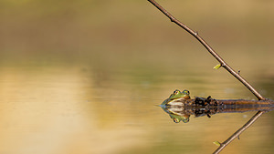 Pelophylax lessonae (Ranidae)  - Grenouille de Lessona - Pool Frog Ath [Belgique] 17/05/2014 - 50m