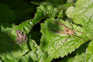 Pisaura mirabilis (Pisauridae)  - Pisaure admirable - Nursery Web Spider Nord [France] 03/05/2014 - 40m