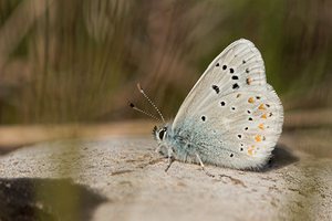 Polyommatus dorylas (Lycaenidae)  - Azuré du Mélilot, Argus turquoise, Azuré - Turquoise Blue Aveyron [France] 31/05/2014 - 810m