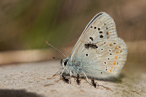 Polyommatus dorylas (Lycaenidae)  - Azuré du Mélilot, Argus turquoise, Azuré - Turquoise Blue Aveyron [France] 31/05/2014 - 810m