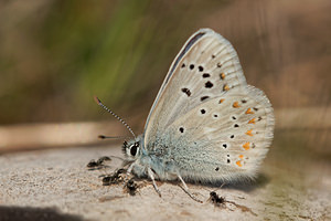 Polyommatus dorylas (Lycaenidae)  - Azuré du Mélilot, Argus turquoise, Azuré - Turquoise Blue Aveyron [France] 31/05/2014 - 810m