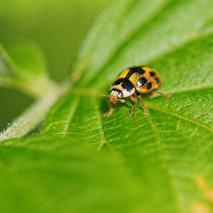 Propylea quatuordecimpunctata (Coccinellidae)  - Coccinelle à damier, Coccinelle à 14 points, Coccinelle à sourire Nord [France] 15/05/2014 - 40m