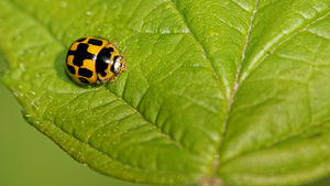 Propylea quatuordecimpunctata (Coccinellidae)  - Coccinelle à damier, Coccinelle à 14 points, Coccinelle à sourire Ath [Belgique] 17/05/2014 - 40m