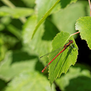 Pyrrhosoma nymphula (Coenagrionidae)  - Petite nymphe au corps de feu - Large Red Damselfly Ath [Belgique] 17/05/2014 - 30m