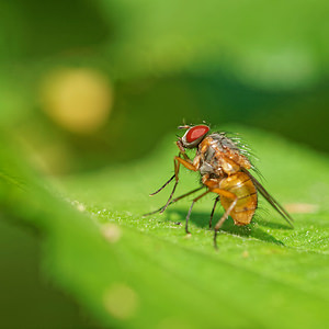 Thricops diaphanus (Muscidae)  Ath [Belgique] 17/05/2014 - 30m