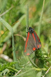 Tyria jacobaeae (Erebidae)  - Goutte-de-sang , Carmin - Cinnabar Ardennes [France] 11/05/2014 - 160m