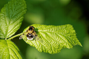 Volucella bombylans var. plumata (Syrphidae)  Ath [Belgique] 17/05/2014 - 30m