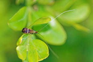 Adela australis (Adelidae)  Aveyron [France] 05/06/2014 - 780m