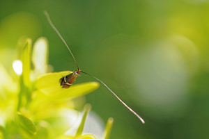 Adela australis (Adelidae)  Aveyron [France] 05/06/2014 - 780m