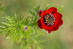 Adonis annua Adonis annuel, Adonis d'automne, Goutte-de-sang Pheasant's-eye